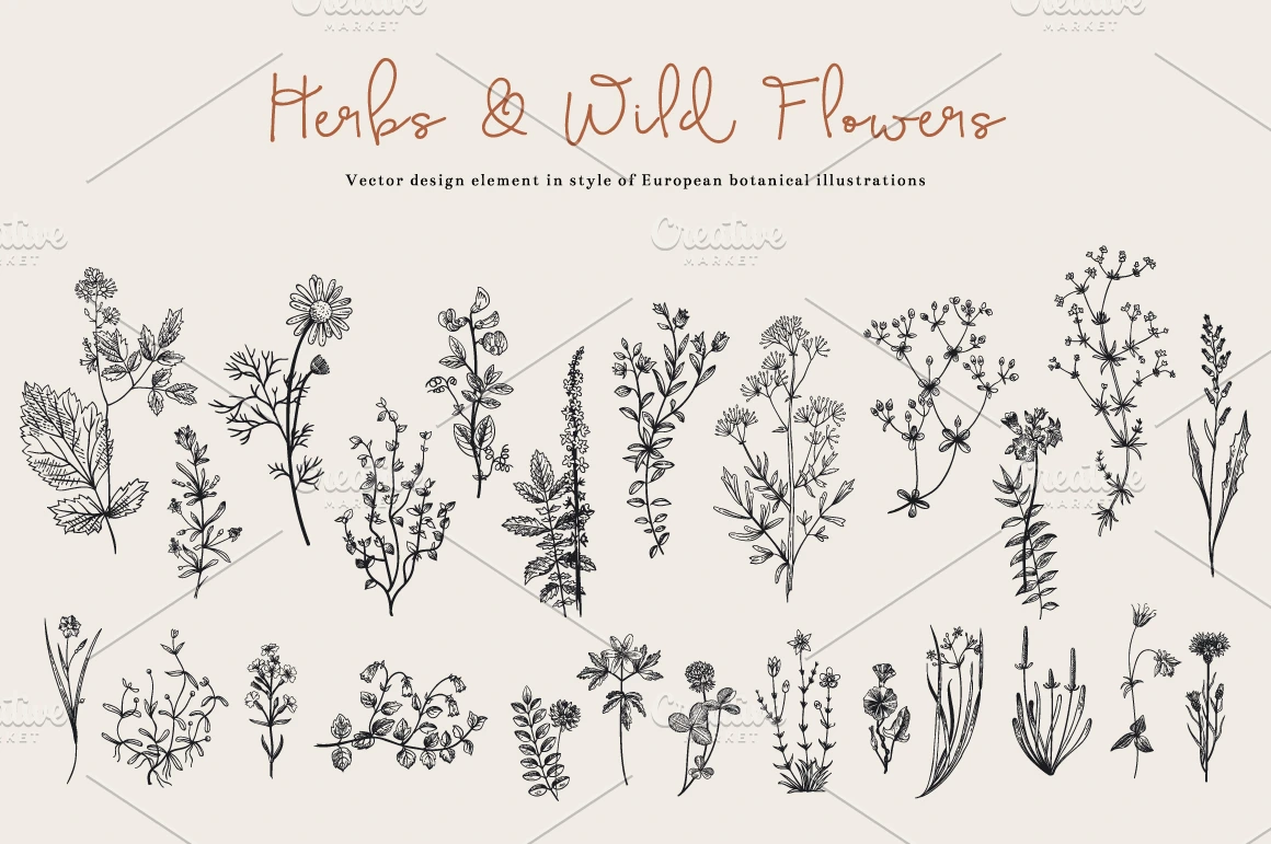 Herbs &amp; Wild Flowers. Set ~ Illustrations ~ Creative Market