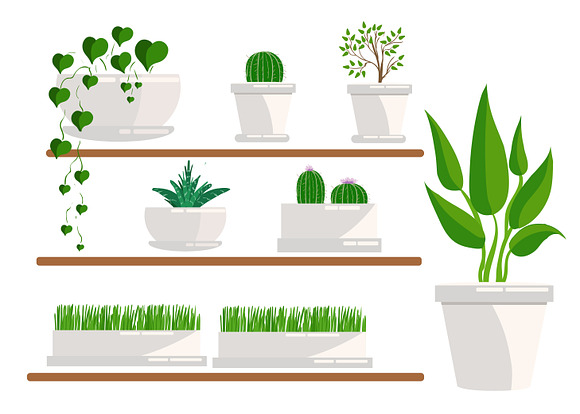 Set of houseplant. isolated on white in Illustrations
