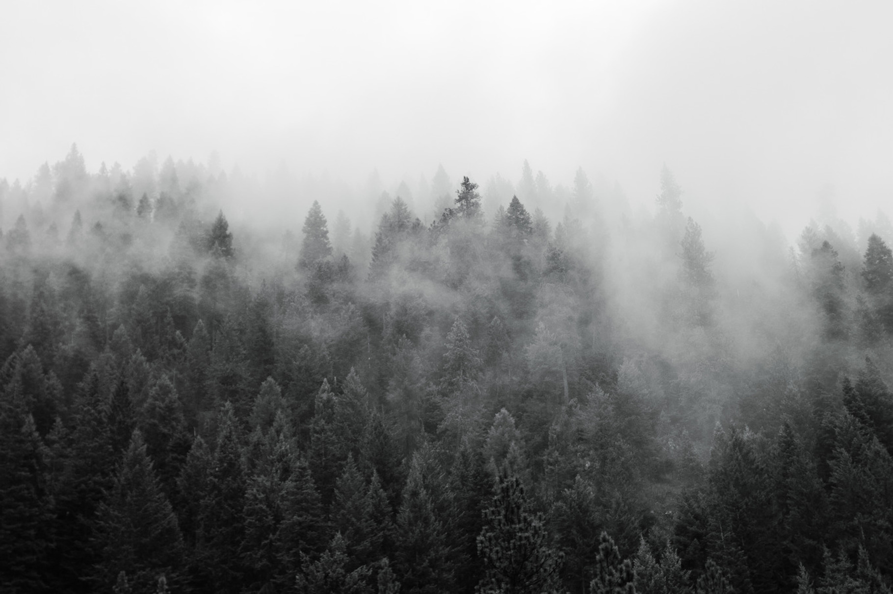 Image result for misty forest