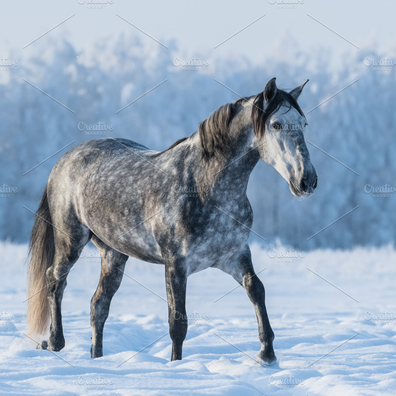 Dapple gray horse ~ Animal Photos ~ Creative Market