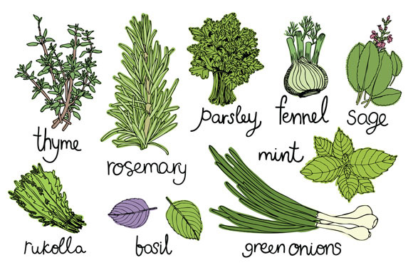 Culinary herbs set ~