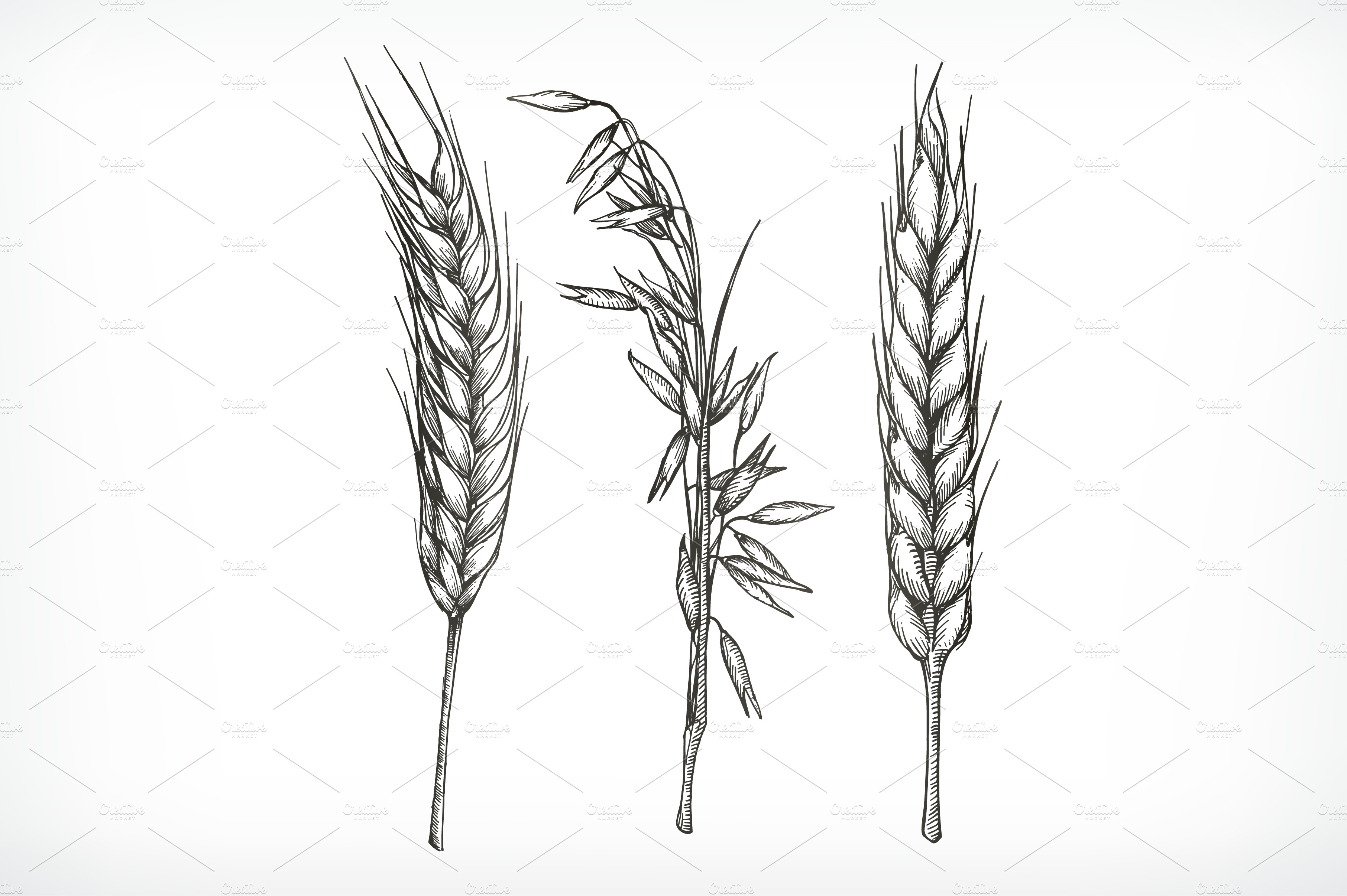 Crops, wheat and oat sketches ~ Illustrations ~ Creative Market