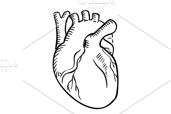 Isolated human heart outline sketch ~ Graphics ~ Creative ...