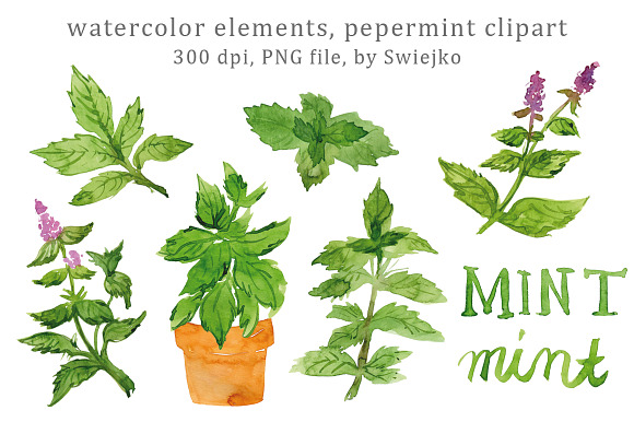 Watercolor Herbs, Peppermint in Illustrations