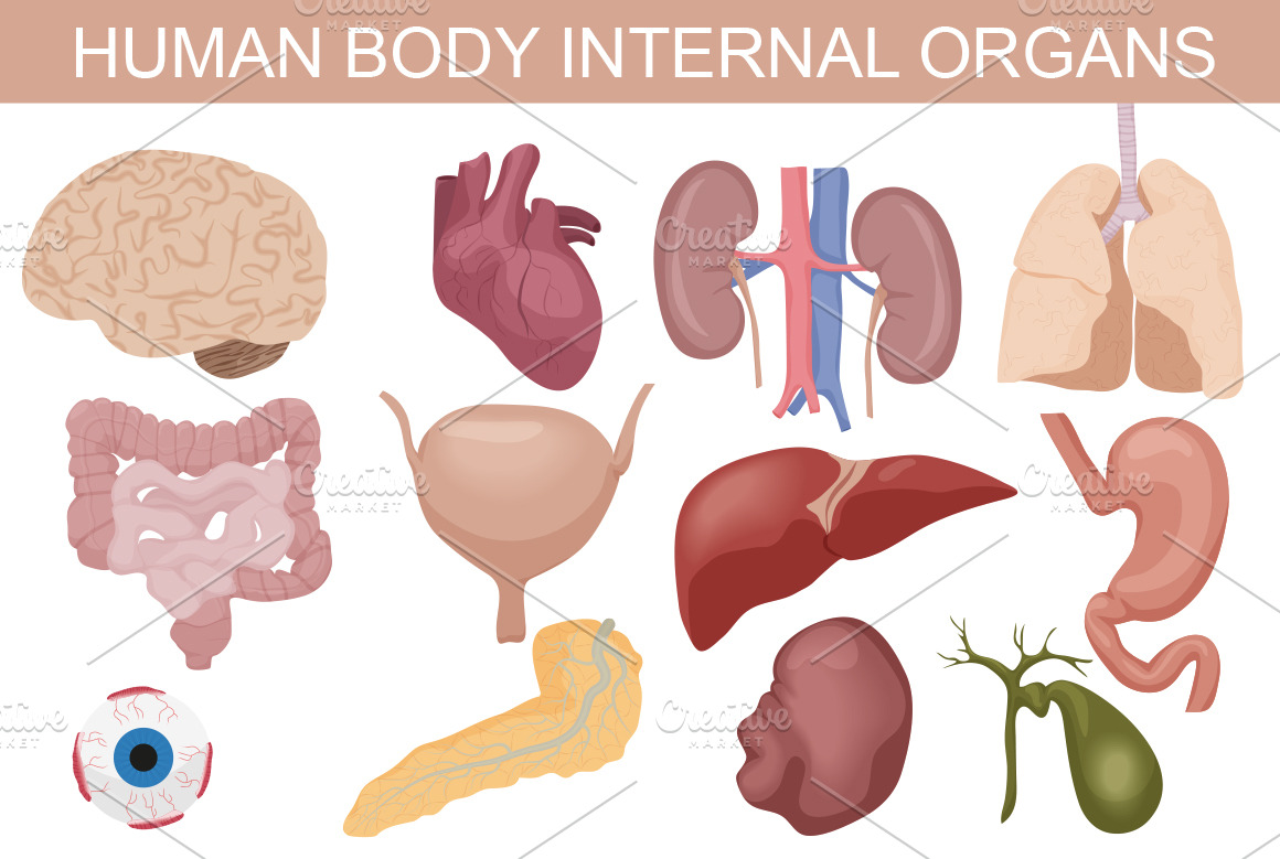 Human body internal organs set. ~ Graphics ~ Creative Market