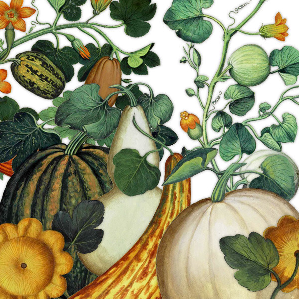Gourds, Squash & Pumpkin Images ~ Illustrations ~ Creative Market