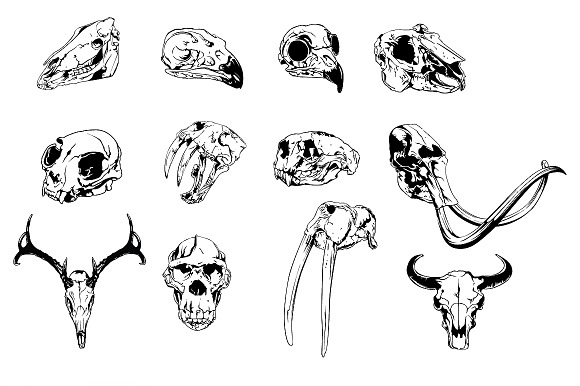 zoologist clipart - photo #50
