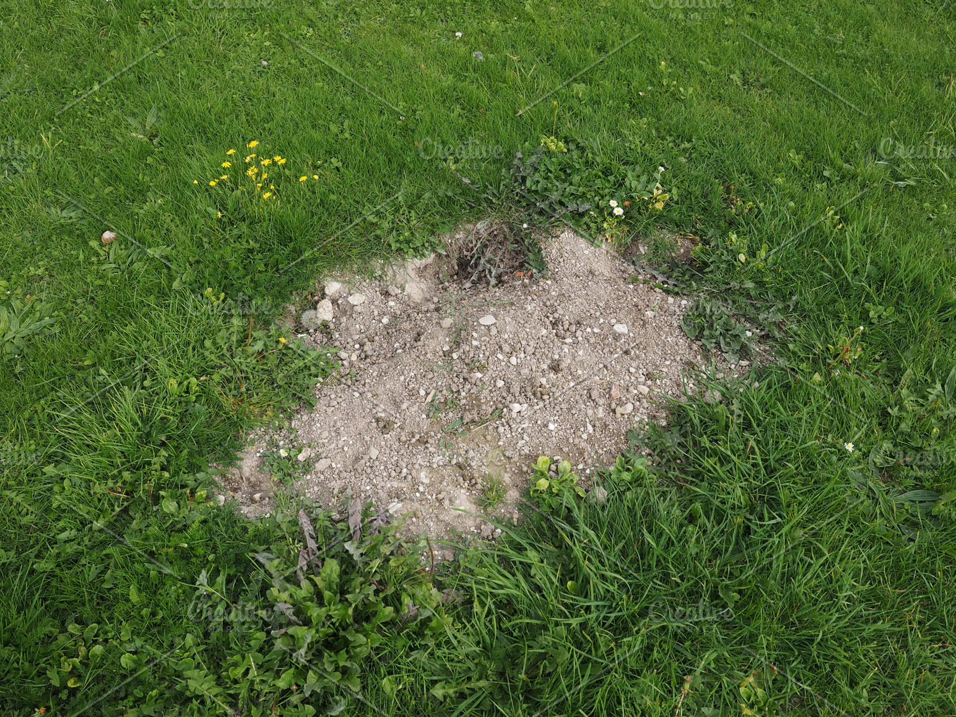Mole Holes In A Lawn Photos Creative Market