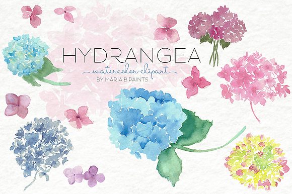 free clip art hydrangea flowers - photo #37