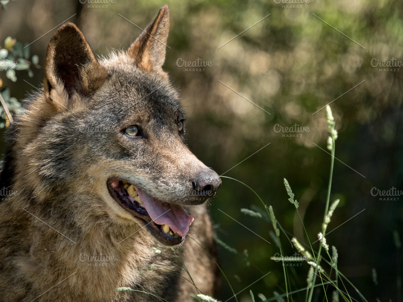 Wolf portrait in the bushes ~ Animal Photos ~ Creative Market