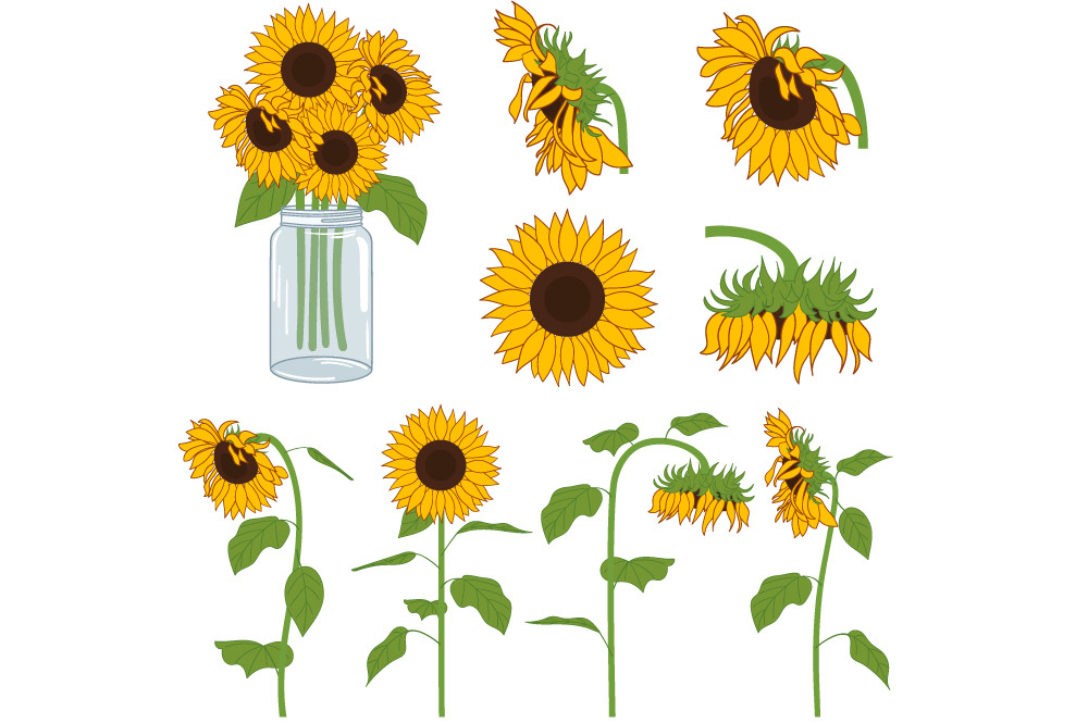 Sunflowers Set ~ Illustrations ~ Creative Market