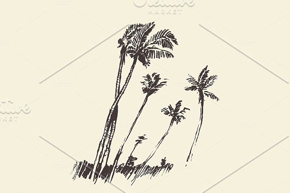 Illustration Of Palms