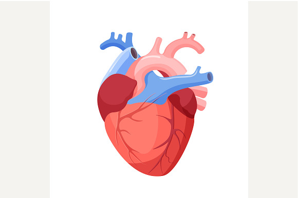 Anatomical Heart Isolated. ~ Illustrations ~ Creative Market