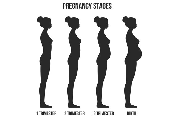 Pregnancy Stages ~ Illustrations ~ Creative Market