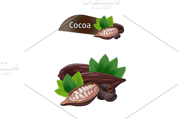 Cocoa Pod In Nutshell With Leaves Set