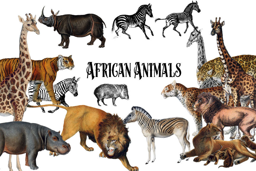 Image result for african animals