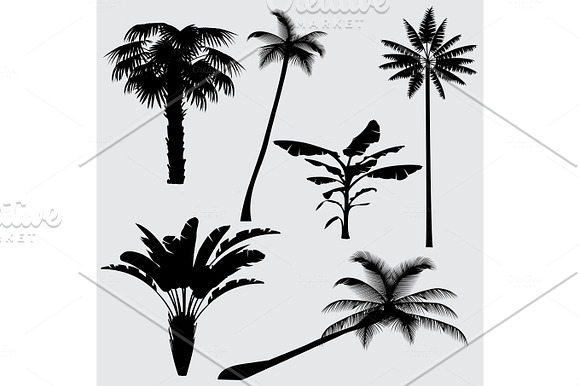 Tropical Palm Tree Vector Silhouettes Isolated On White Background