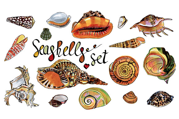 Seashells Set And Patterns