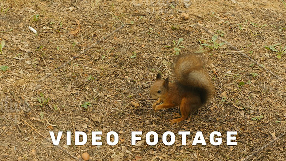 Squirrel Finds The Nuts In The Ground