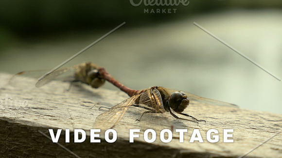 Dragonfly Reproduction In The National Reserve