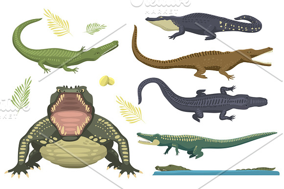 Cartoon Green Crocodile Danger Predator And Australian Wildlife River Reptile Carnivore Alligator With Scales Teeth Flat Vector Illustration