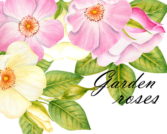 Garden Roses Clipart