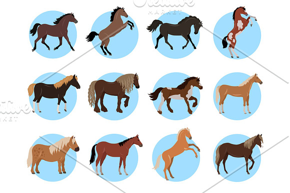 Horses Colourful Banner In Blue Circles On White