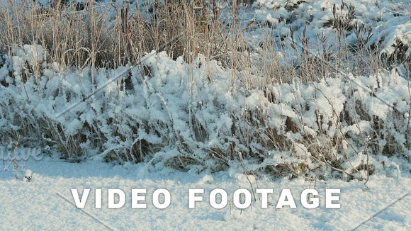 Dried Flower Under The Snow Clean And Frosty Daytime Smooth Dolly Shot