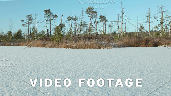 Winter Forest On The Frozen Lake Clean And Frosty Daytime Smooth Dolly Shot