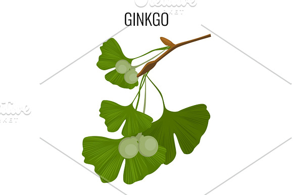 Ginkgo Biloba Pod With Green Leaves Isolated On White