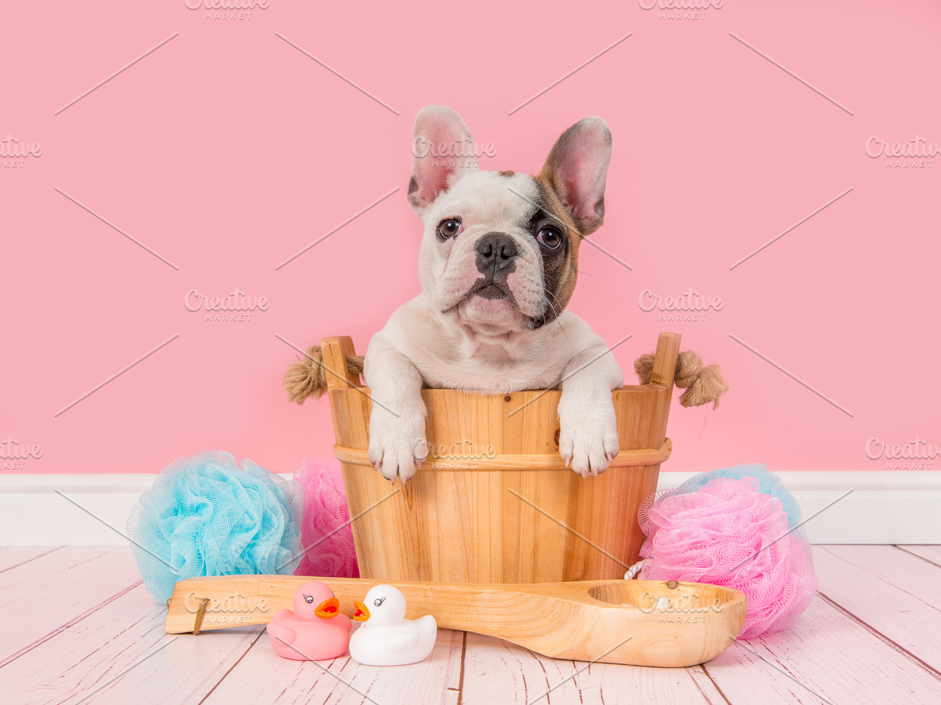 French bulldog puppy in bath Animal Photos Creative Market