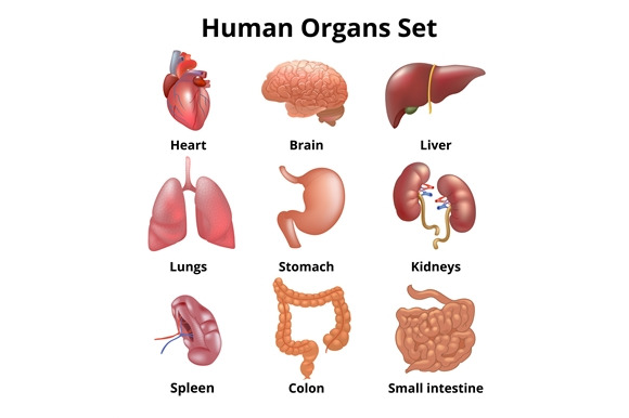 Realistic human organs set anatomy ~ Illustrations ~ Creative Market