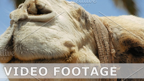 Camel Head Closeup Outdoors