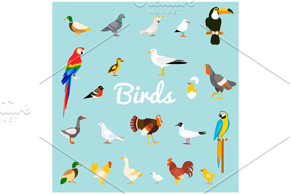 A Set Of Domestic And Wild Birds In A Flat Style
