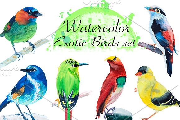 Watercolor Exotic Birds Set