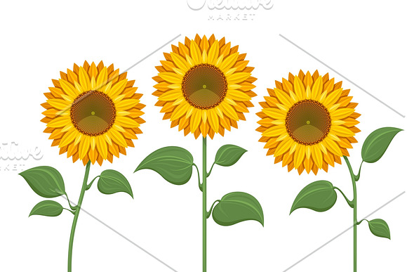 Yellow Sun Flowers