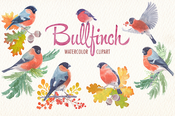 Watercolor Bullfinch Bird Clipart