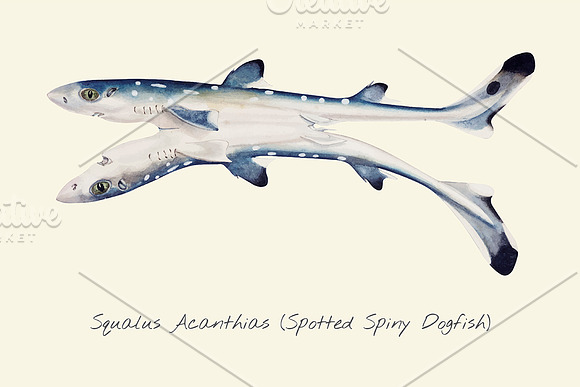 Drawing Of Spiny Dogfish