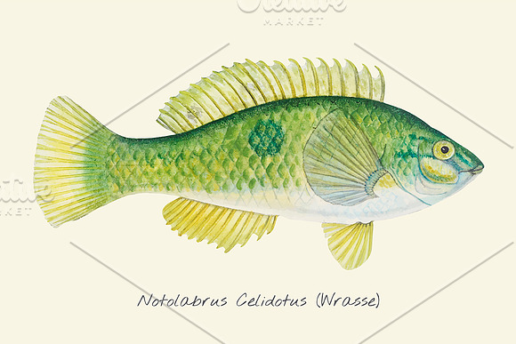 Drawing Of A Wrasse