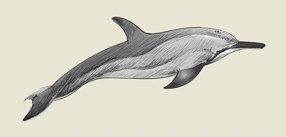 Illustration drawing of whale in Illustrations