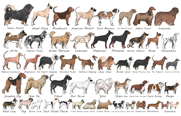 Drawing style of dog vector in Illustrations
