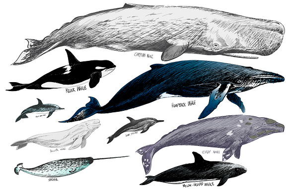 Whales collection vector in Illustrations