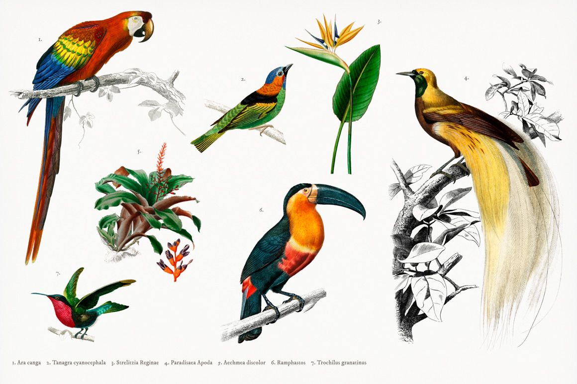 Different types of birds (PSD) ~ Animal Photos ~ Creative Market