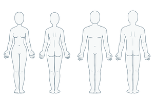 Blank body anatomy chart ~ Illustrations ~ Creative Market