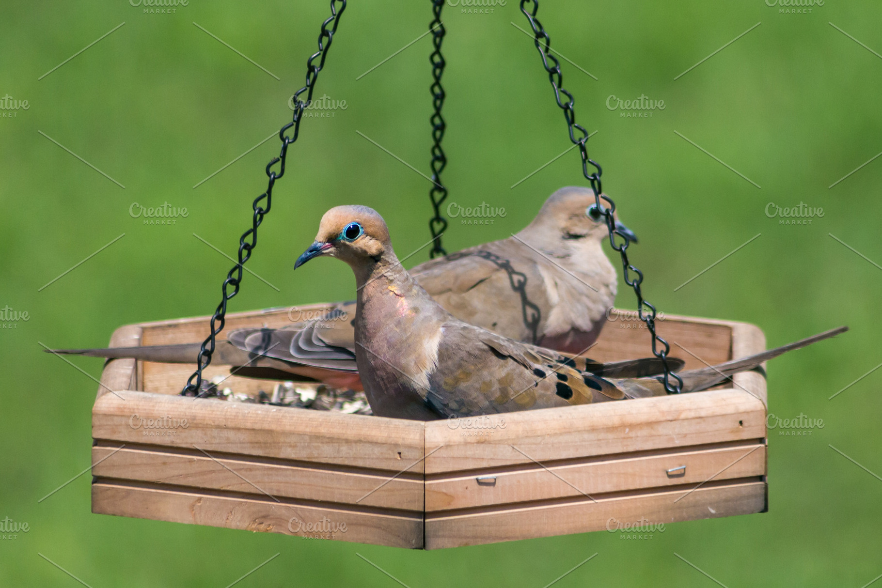 Image result for pigeons in bird feeders