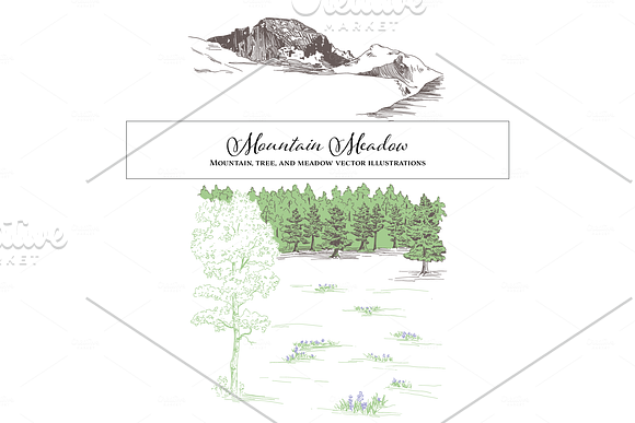 Mountain Meadow