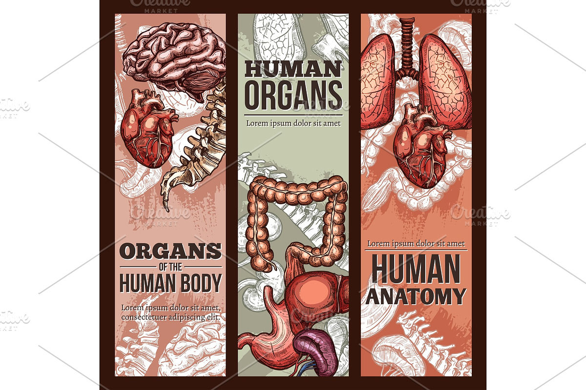 Human organs vector sketch anatomy poster Illustrations