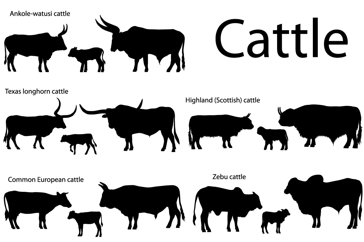 Silhouettes of cattle ~ Illustrations ~ Creative Market