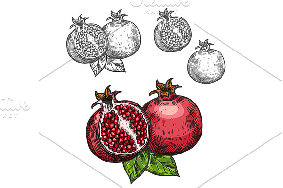 Pomegranate Vector Sketch Fruit Cut Section Icon