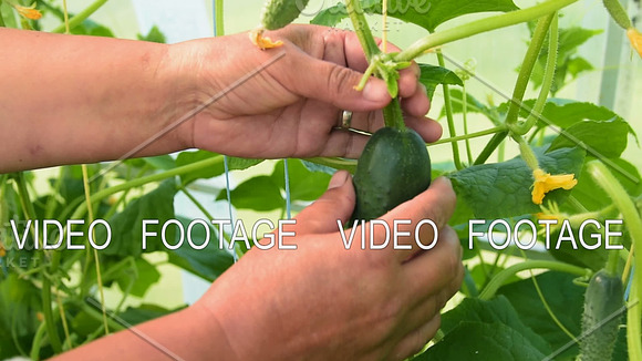 Picking Up Cucumber In Greenhouse